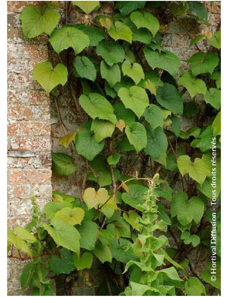 VITIS coignetiae (Vigne d'ornement)