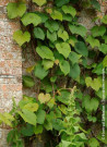 vigne-dornement-vitis-coignetiae-1.jpg