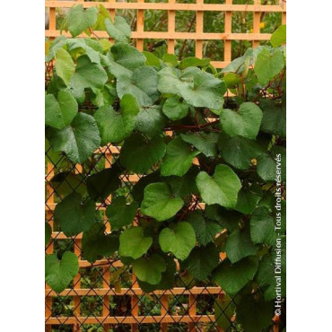 VITIS coignetiae (Vigne d'ornement)