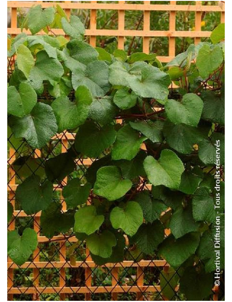 VITIS coignetiae (Vigne d'ornement)