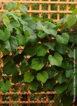 VITIS coignetiae