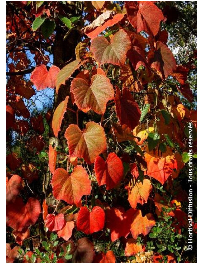 VITIS coignetiae (Vigne d'ornement)