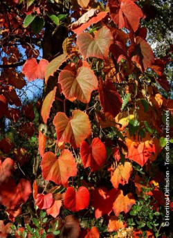 vigne-dornement-vitis-coignetiae.jpg