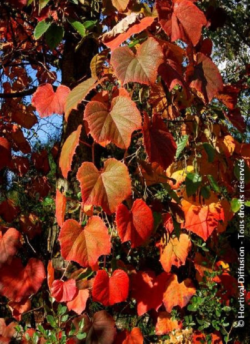vigne-dornement-vitis-coignetiae.jpg