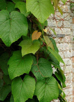 vigne-dornement-vitis-coignetiae-2.jpg
