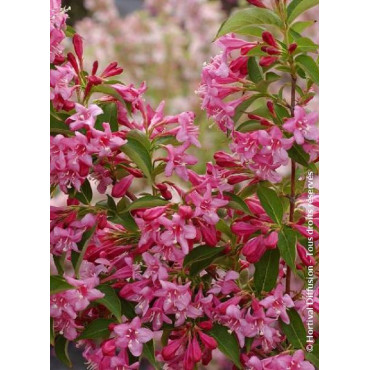 WEIGELA STELZNERI (Weigelia)