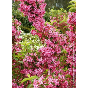 WEIGELA STELZNERI (Weigelia)