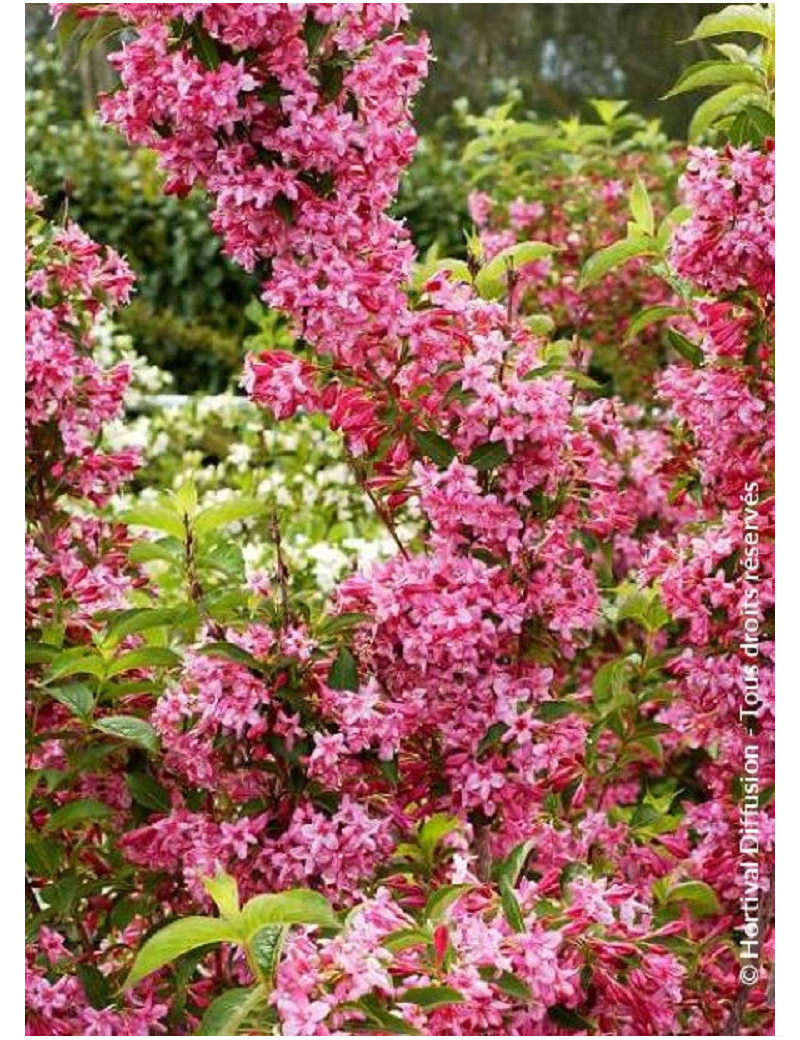 WEIGELA STELZNERI (Weigelia)