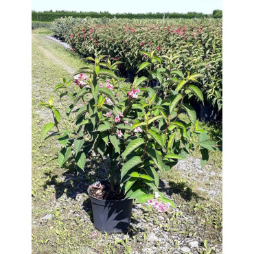 WEIGELA STELZNERI (Weigelia) E pot de 10-12 litres forme buisson