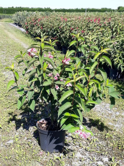 WEIGELA STELZNERI Enpot de 10-12 litres