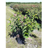 WEIGELA STELZNERI (Weigelia) E pot de 10-12 litres forme buisson