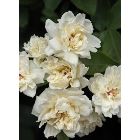 ROSA banksiae ALBA PLENA (Rosier liane sans épines blanc)