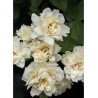 ROSA banksiae ALBA PLENA (Rosier liane sans épines blanc)