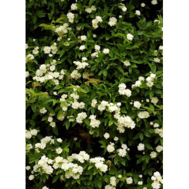 ROSA banksiae ALBA PLENA (Rosier liane sans épines blanc)