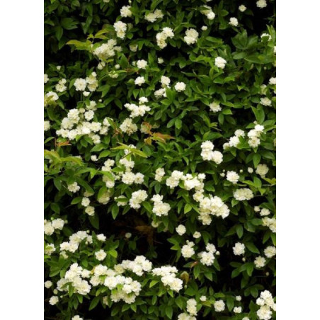 ROSA banksiae ALBA PLENA (Rosier liane sans épines blanc)