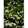 ROSA banksiae ALBA PLENA (Rosier liane sans épines blanc)