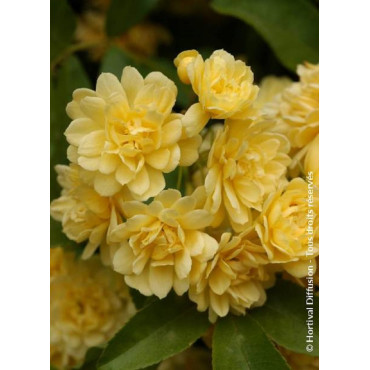 ROSA banksiae LUTEA (Rosier liane sans épines jaune)