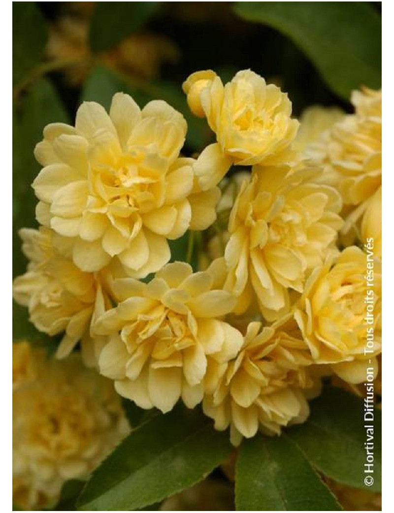 ROSA banksiae LUTEA (Rosier liane sans épines jaune)