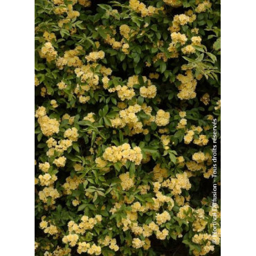 ROSA banksiae LUTEA (Rosier liane sans épines jaune)