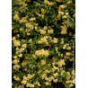 ROSA banksiae LUTEA (Rosier liane sans épines jaune)
