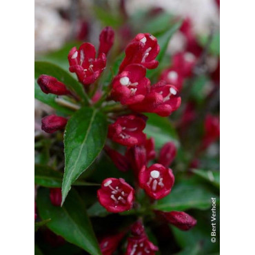 WEIGELA ALL SUMMER RED® (Weigelia)