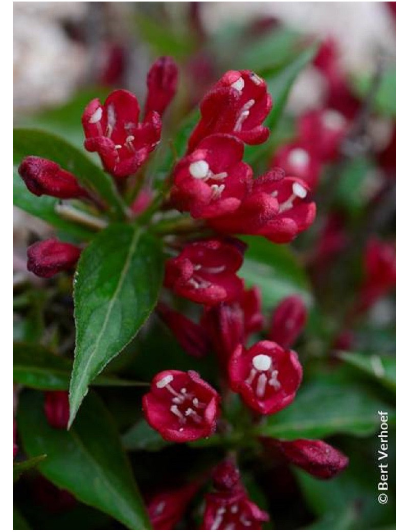 WEIGELA ALL SUMMER RED® (Weigelia)