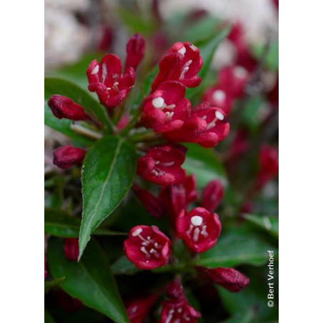 WEIGELA ALL SUMMER RED® (Weigelia)