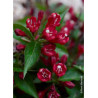 WEIGELA ALL SUMMER RED® (Weigelia)