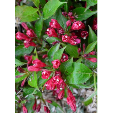 WEIGELA ALL SUMMER RED® (Weigelia)