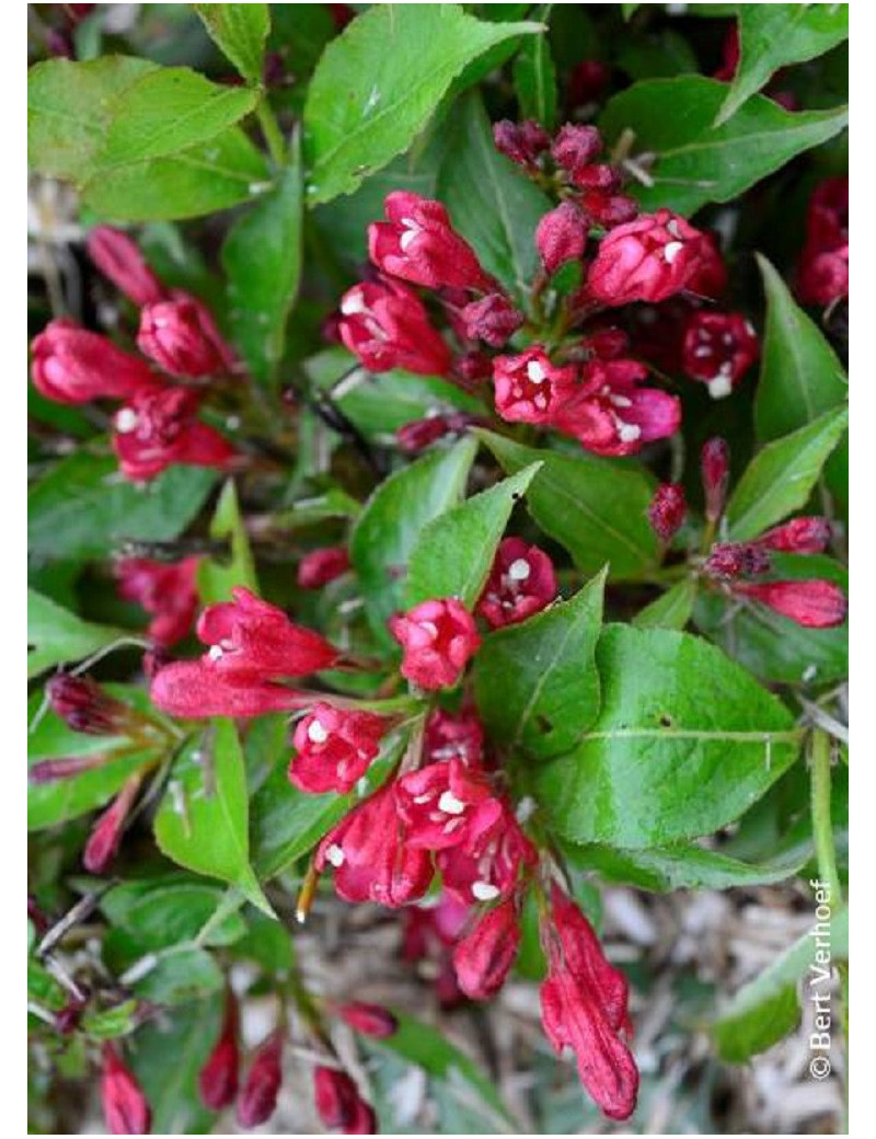 WEIGELA ALL SUMMER RED® (Weigelia)