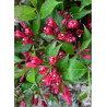 WEIGELA ALL SUMMER RED® (Weigelia)