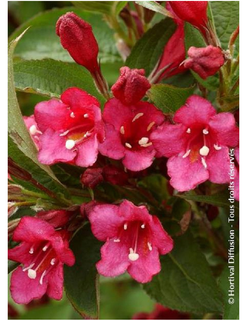 WEIGELA BRISTOL RUBY (Weigelia)