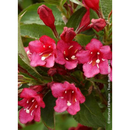 WEIGELA BRISTOL RUBY (Weigelia)