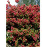 WEIGELA BRISTOL RUBY (Weigelia)