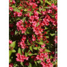 WEIGELA BRISTOL RUBY (Weigelia)