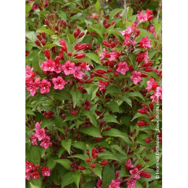 WEIGELA BRISTOL RUBY (Weigelia)