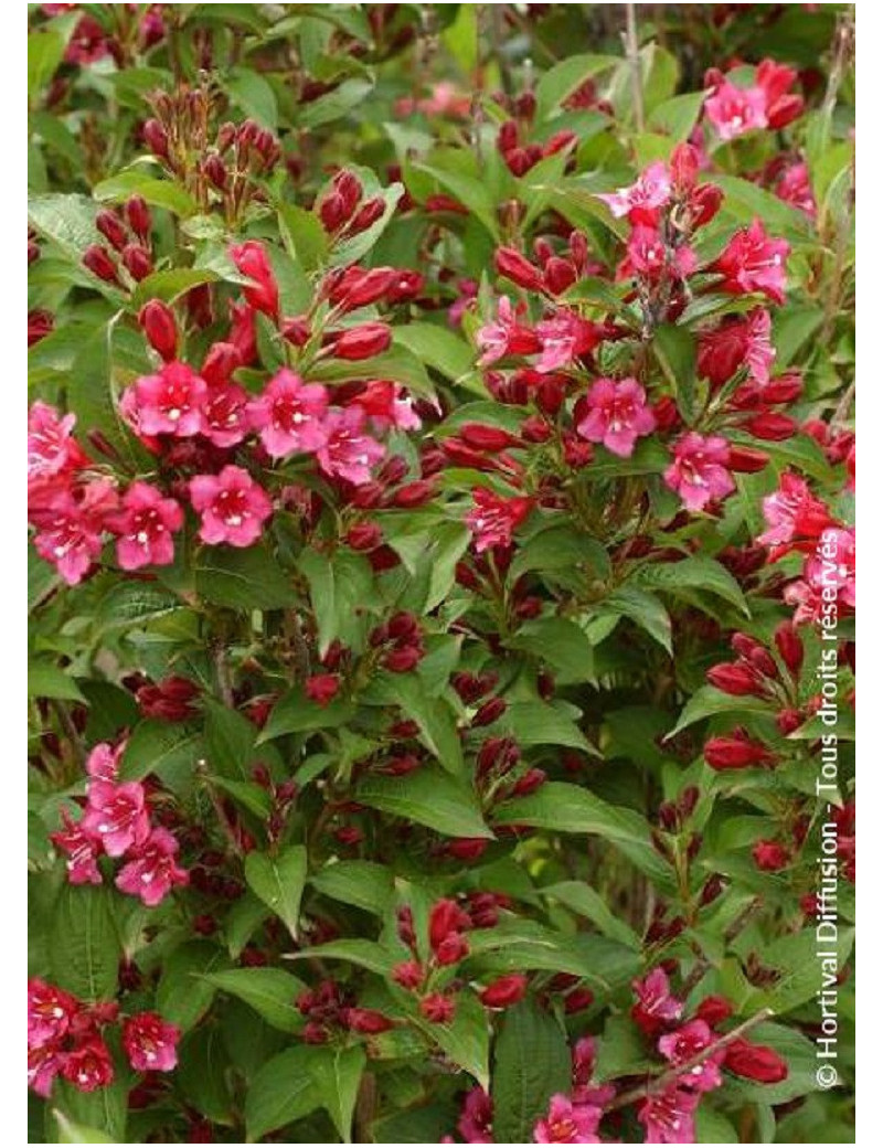 WEIGELA BRISTOL RUBY (Weigelia)