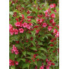 WEIGELA BRISTOL RUBY (Weigelia)