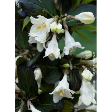 WEIGELA EBONY & IVORY® (Weigelia)