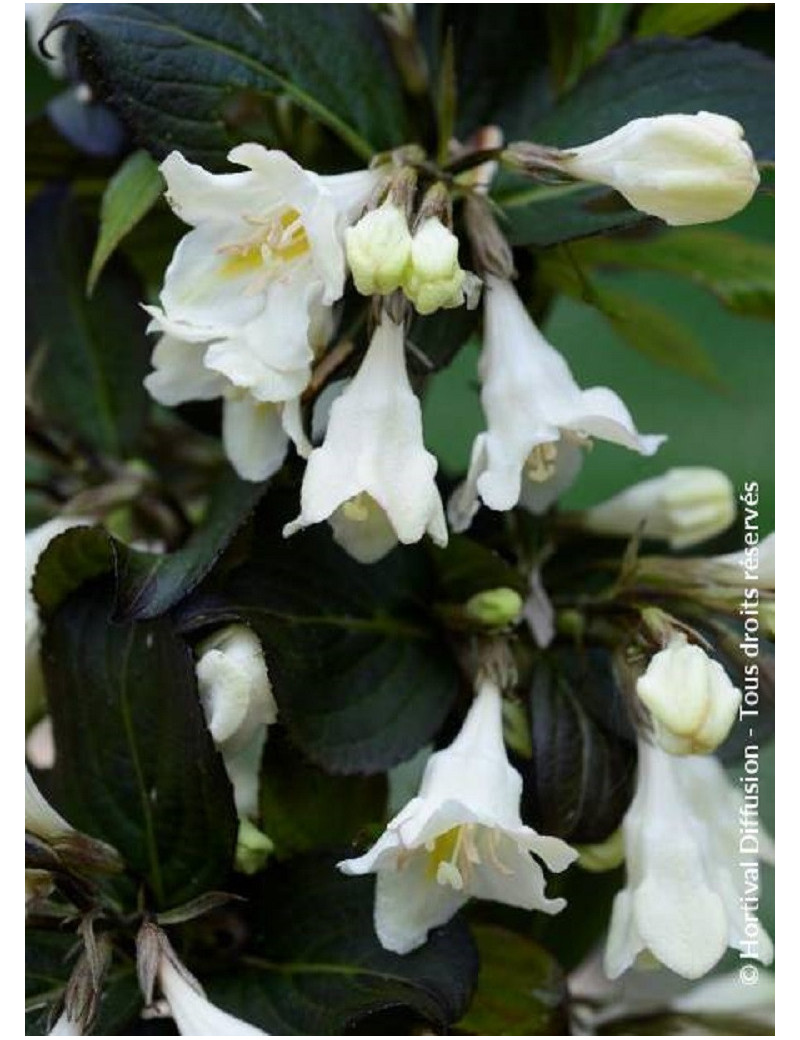 WEIGELA EBONY & IVORY® (Weigelia)