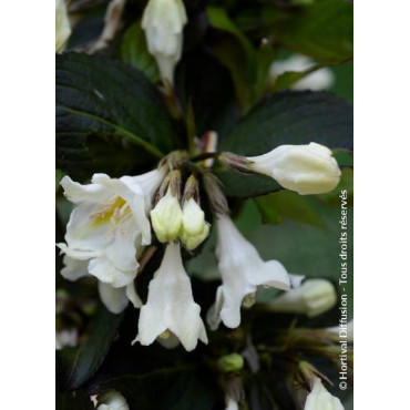 WEIGELA EBONY & IVORY® (Weigelia)