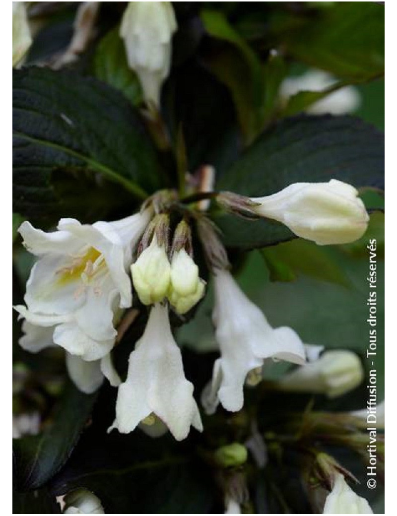 WEIGELA EBONY & IVORY® (Weigelia)