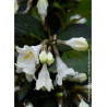 WEIGELA EBONY & IVORY® (Weigelia)