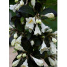 WEIGELA EBONY & IVORY® (Weigelia)