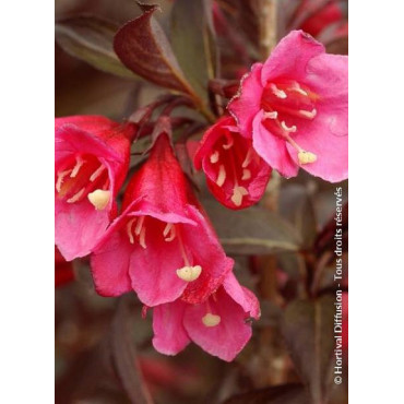 WEIGELA florida ALEXANDRA cov (Weigelia)