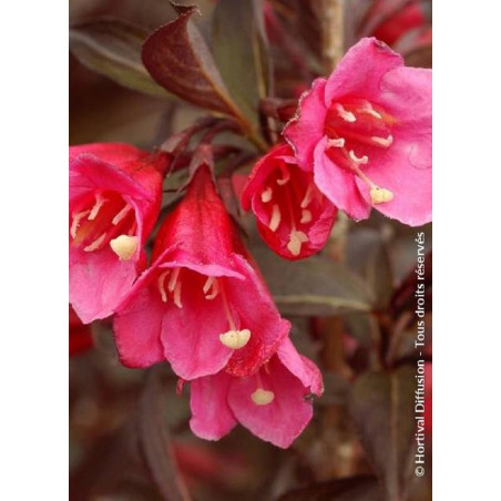 WEIGELA florida ALEXANDRA cov (Weigelia)