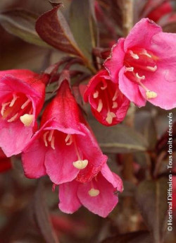 WEIGELA florida ALEXANDRA