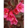 WEIGELA florida ALEXANDRA cov (Weigelia)