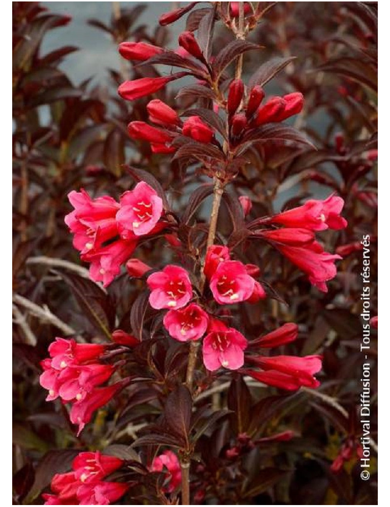 WEIGELA florida ALEXANDRA cov (Weigelia)