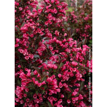 WEIGELA florida ALEXANDRA cov (Weigelia)
